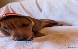 Miniature Dachshund dogs for sale: Ready to leave Miniature dachshunds cearphilly  - Image 12