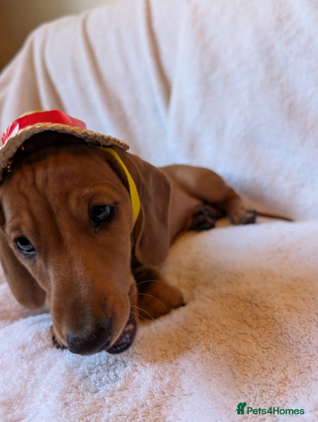 Miniature Dachshund dogs for sale: Ready to leave Miniature dachshunds cearphilly  - Image 12