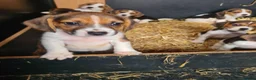 Beagle dogs for sale: 7 Beagle Puppies  in Wakefield - Advert 13