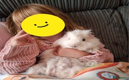 Guinea Pig rodents for sale: White guinea pig - Image 2