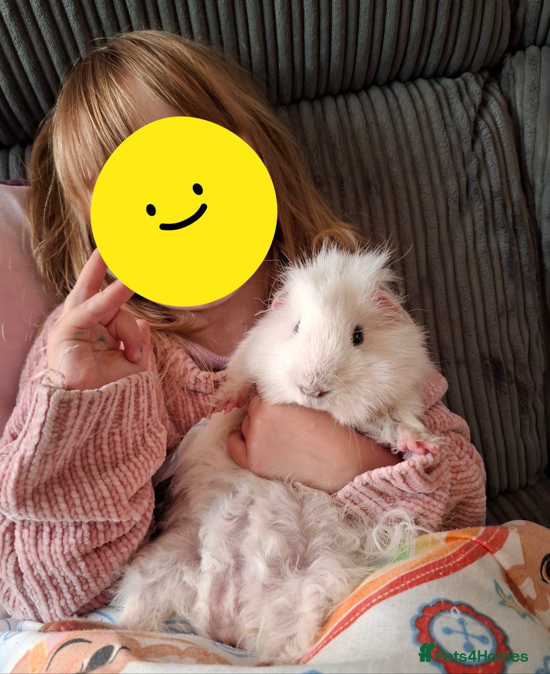 Guinea Pig rodents for sale: White guinea pig - Image 2