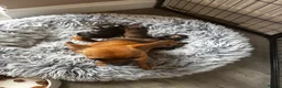 Chiweenie dogs for sale: 4 Gorgeous Chiwennie puppies - Advert 12