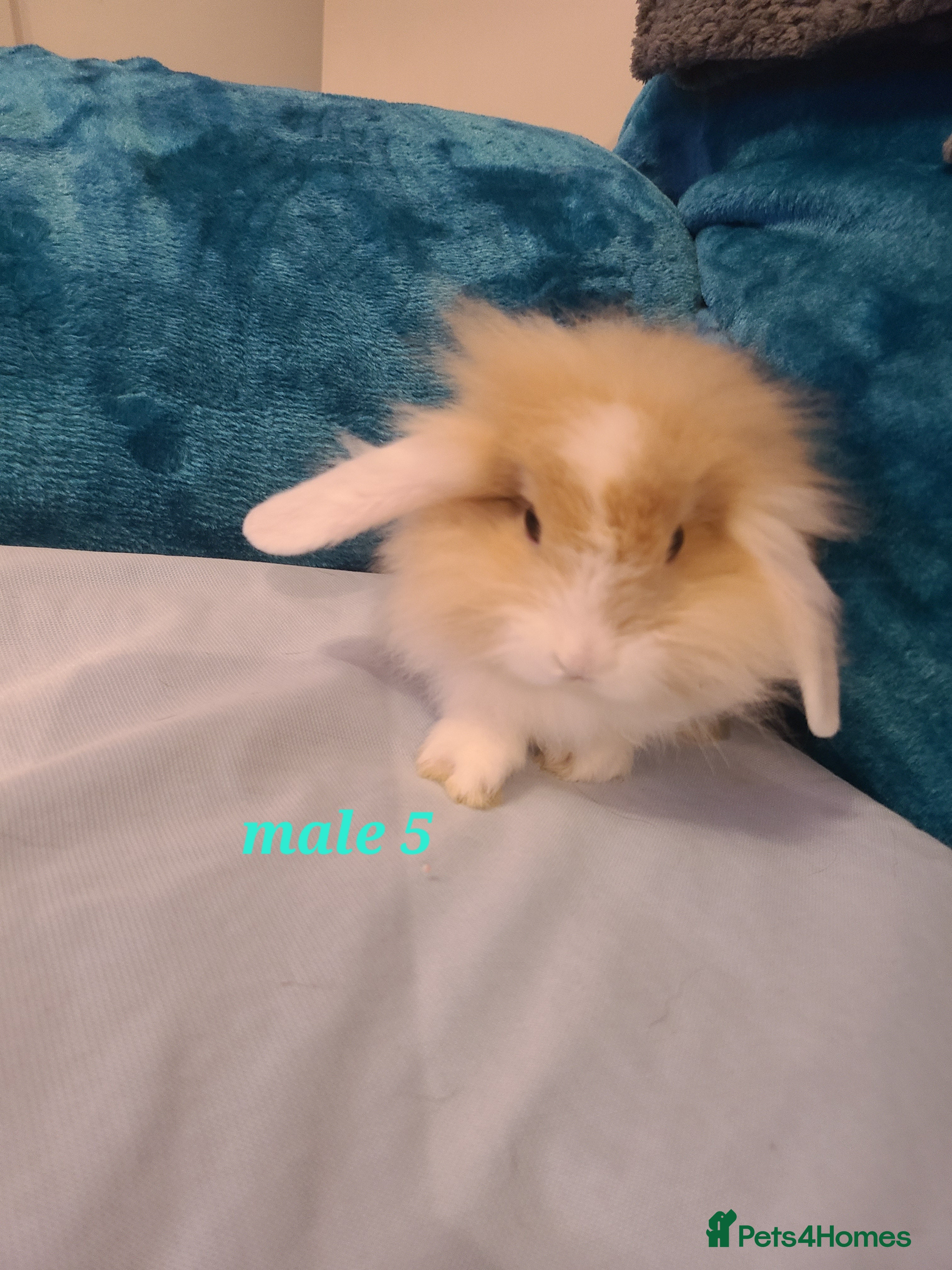 Mini Lion Lop rabbits Baby rabbits ready now males left - Advert 5