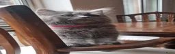 British Longhair cats for sale: Gorgeous British Blue longhair kittens - Advert 12