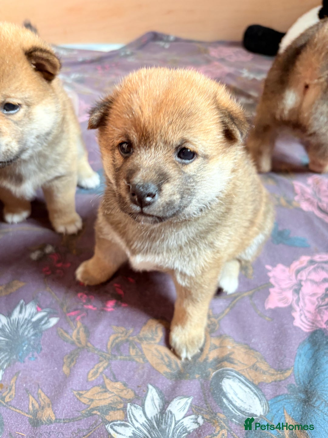 Japanese Shiba Inu dogs for sale: KC Registered Japanese Shiba-Inus  - Image 19