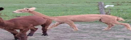 Alpaca livestock for sale: Lovely male Alpaca  in Bury - Advert 2