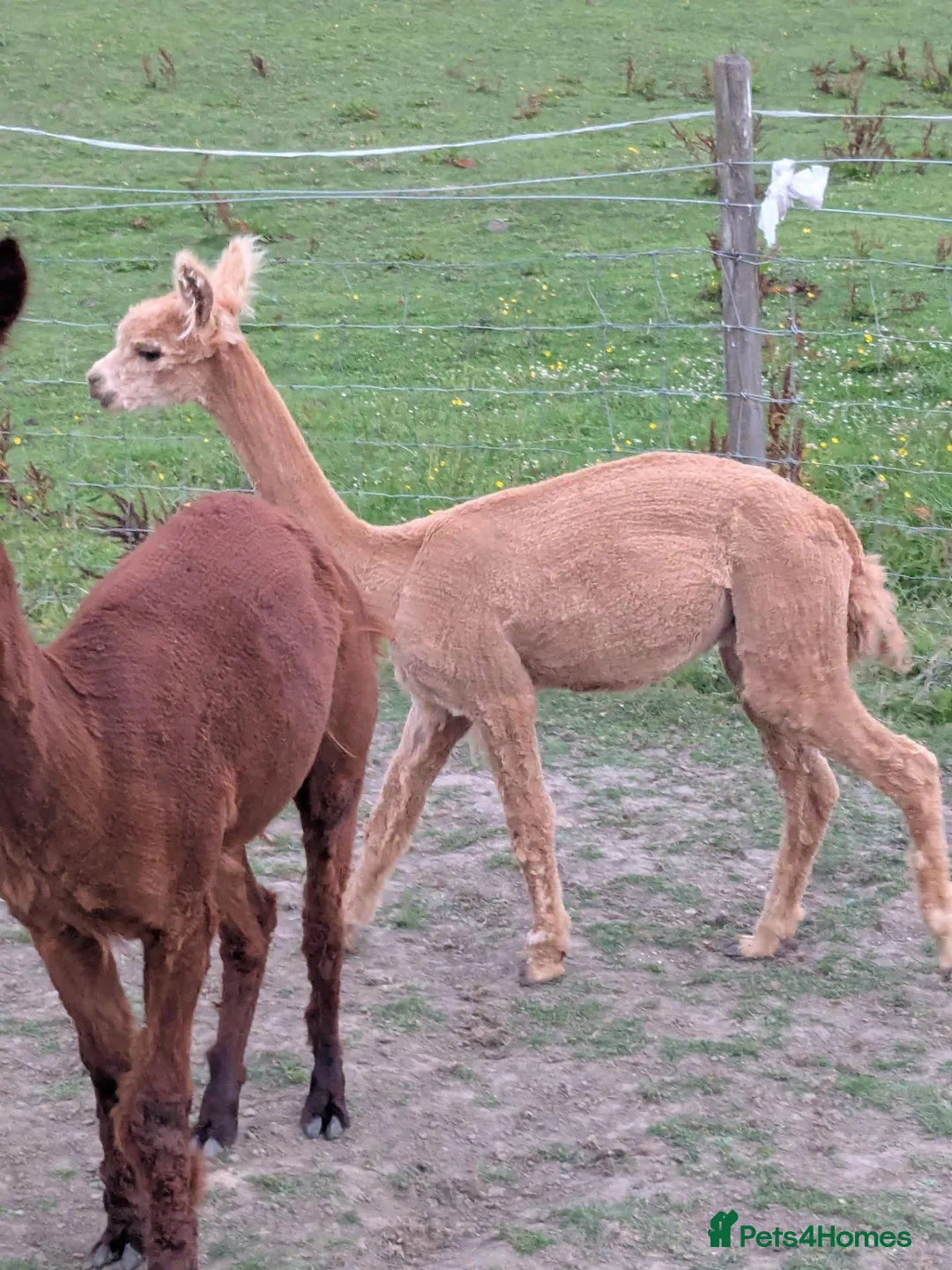 Alpaca livestock for sale: Lovely male Alpaca  in Bury - Advert 2