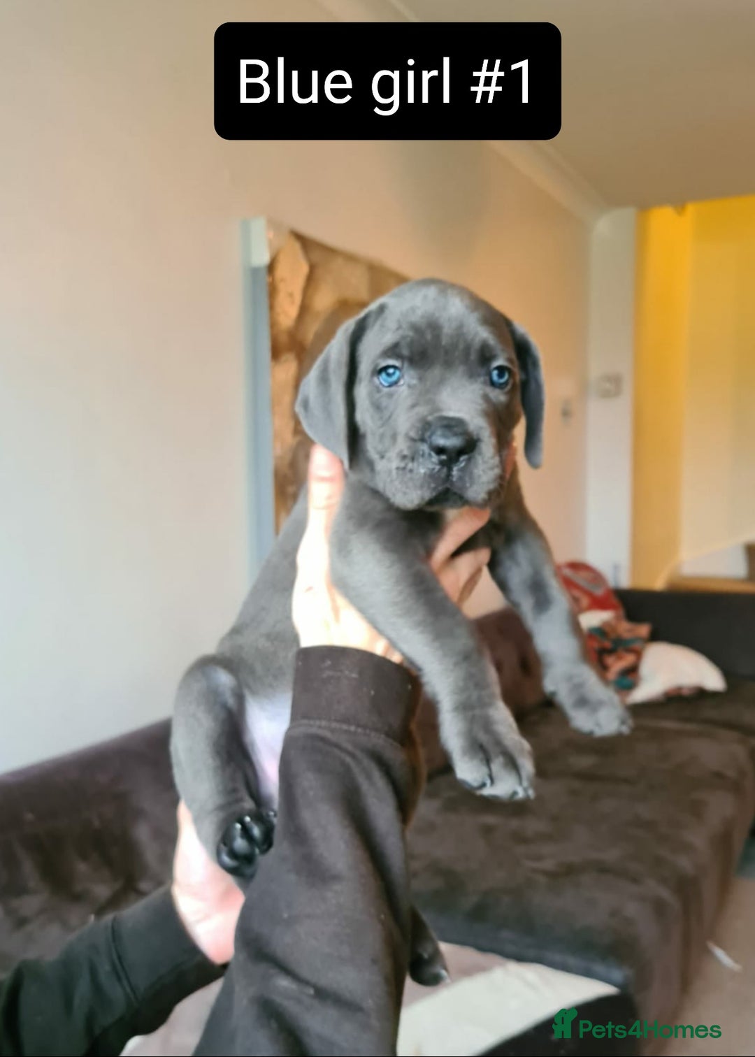 Cane Corso dogs for sale: WORLD CLASS CANE CORSO PUPPIES! 2 Males 4 Females. - Advert 7