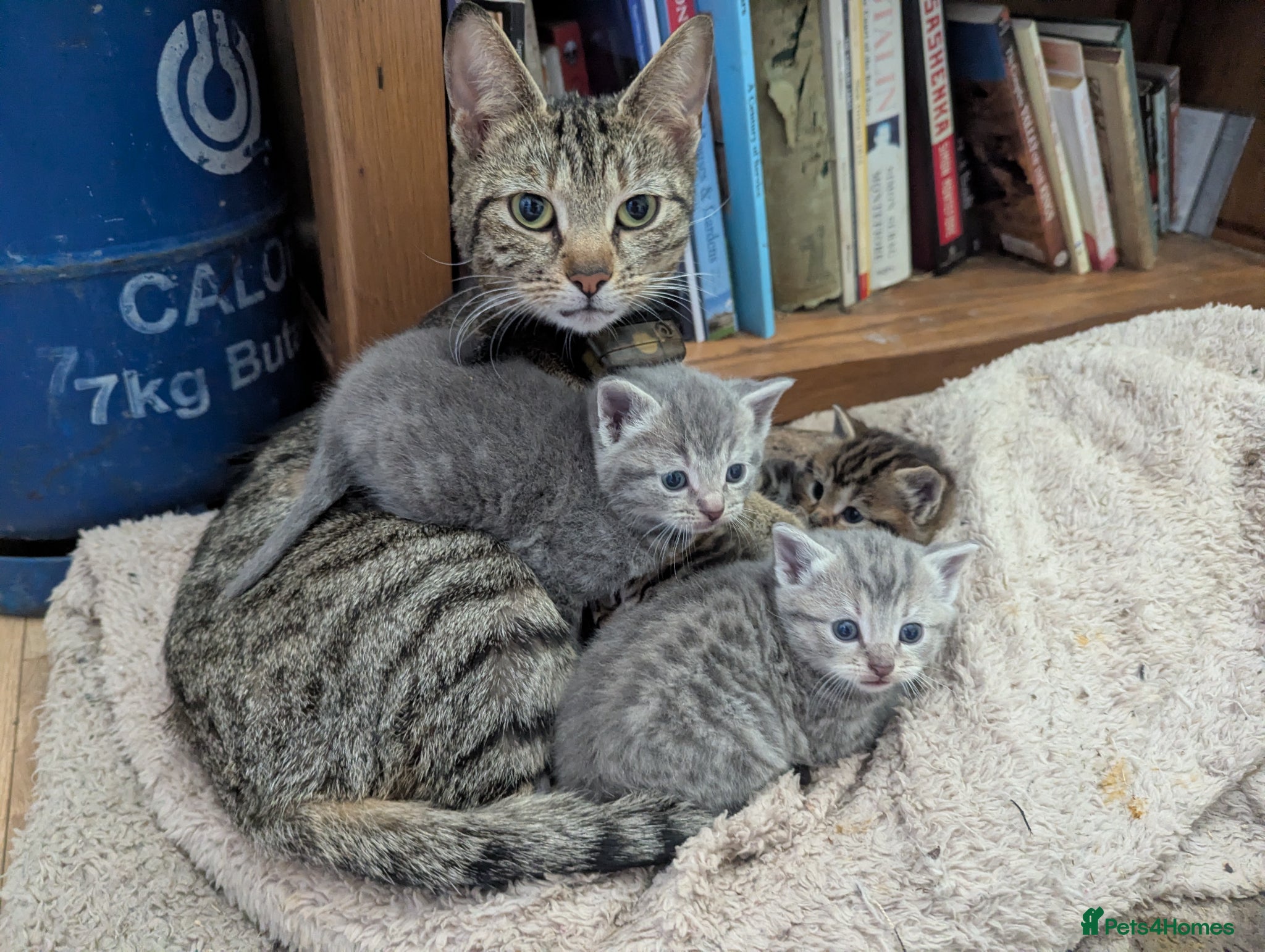 Mixed Breed cats Beautiful Kittens Ready for their new homes  - Advert 1