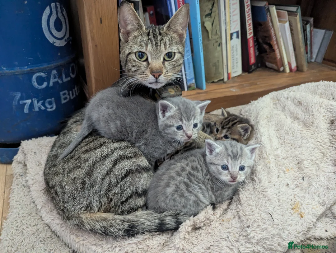 Mixed Breed cats for sale: Beautiful Kittens Ready for their new homes  - Advert 1