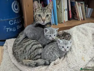 Mixed Breed cats Last Grey Girl Remaining - Ready to go 31 May - Advert 1