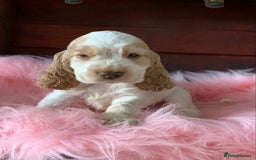 Cocker Spaniel dogs for sale: 5* LICENSED KC SHOW H/TESTED PUPPIES  - Image 2