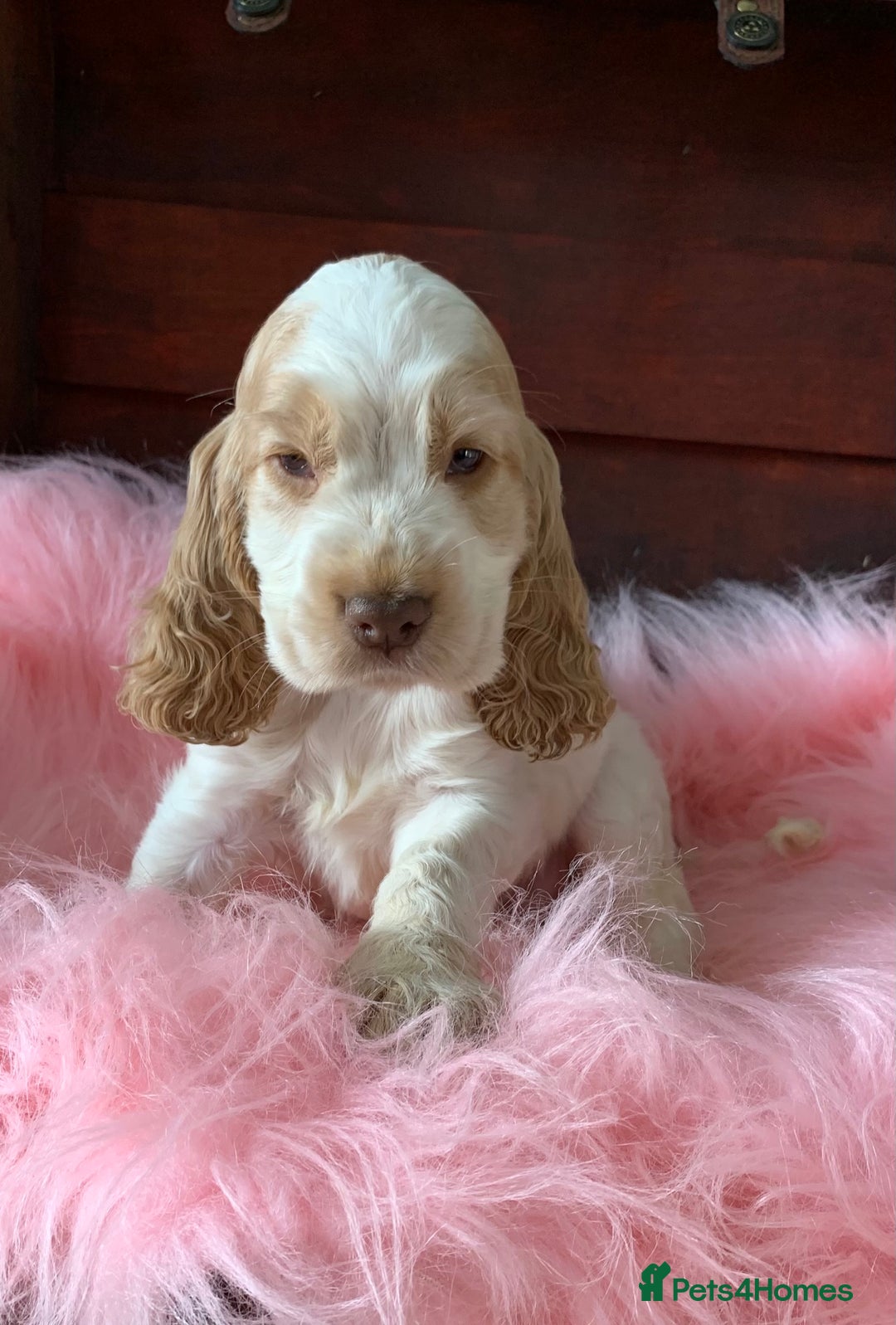 Cocker Spaniel dogs for sale: 5* LICENSED KC SHOW H/TESTED PUPPIES  - Image 2