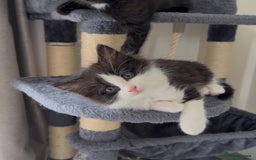 British Longhair cats for sale: 3 Gorgeous Fluffy Cuddly Babies! - Image 14