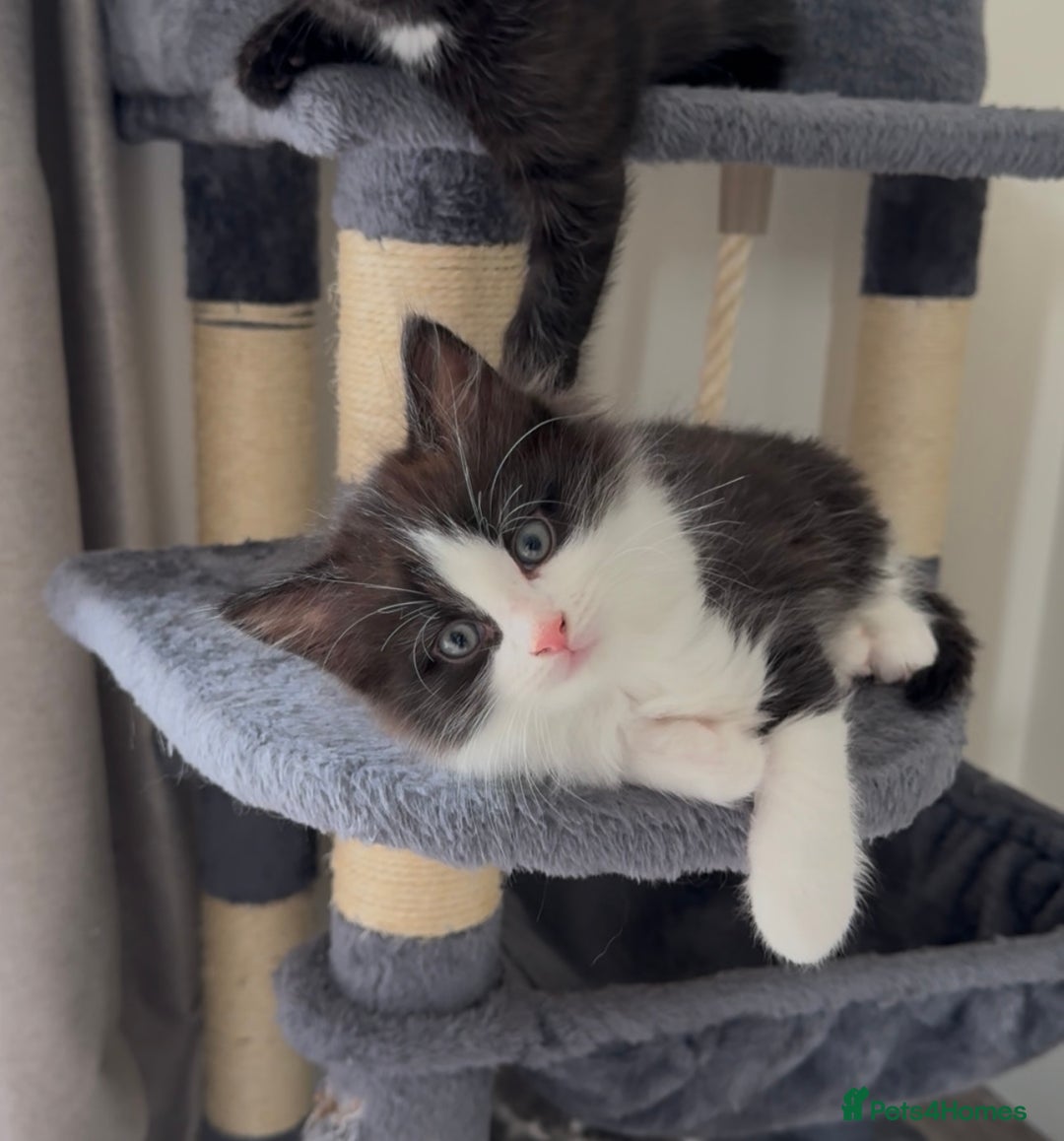 British Longhair cats for sale: 3 Gorgeous Fluffy Cuddly Babies! - Image 14