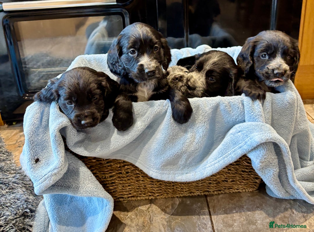 Cocker Spaniel dogs for sale: Gorgeous KC Cockers with blue roan features - Image 4