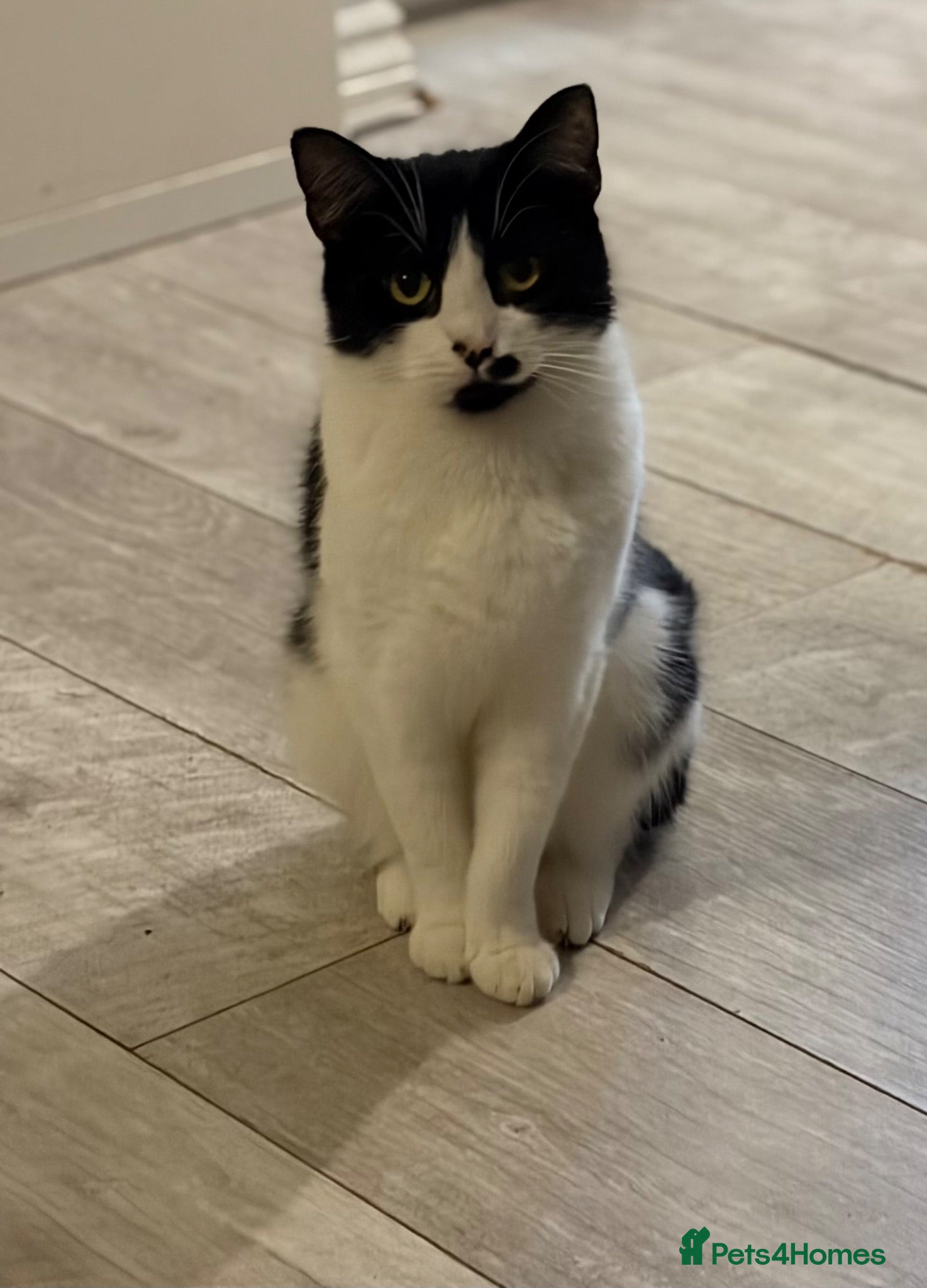 Domestic Shorthair cats 4 year old Cat for sale - Advert 15