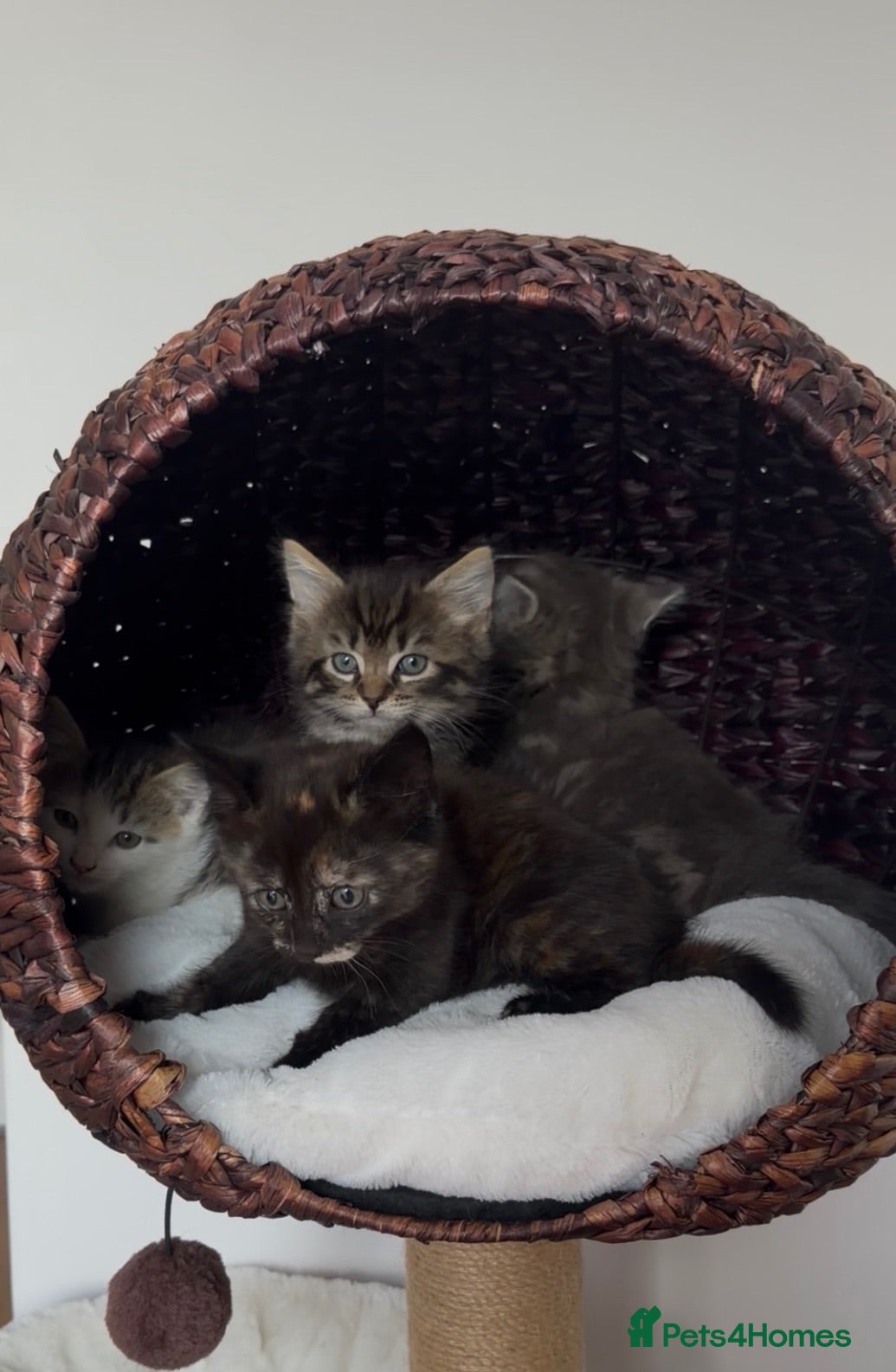 Mixed Breed cats 5 long hair fluffy kittens 🐱🐱 - Advert 3