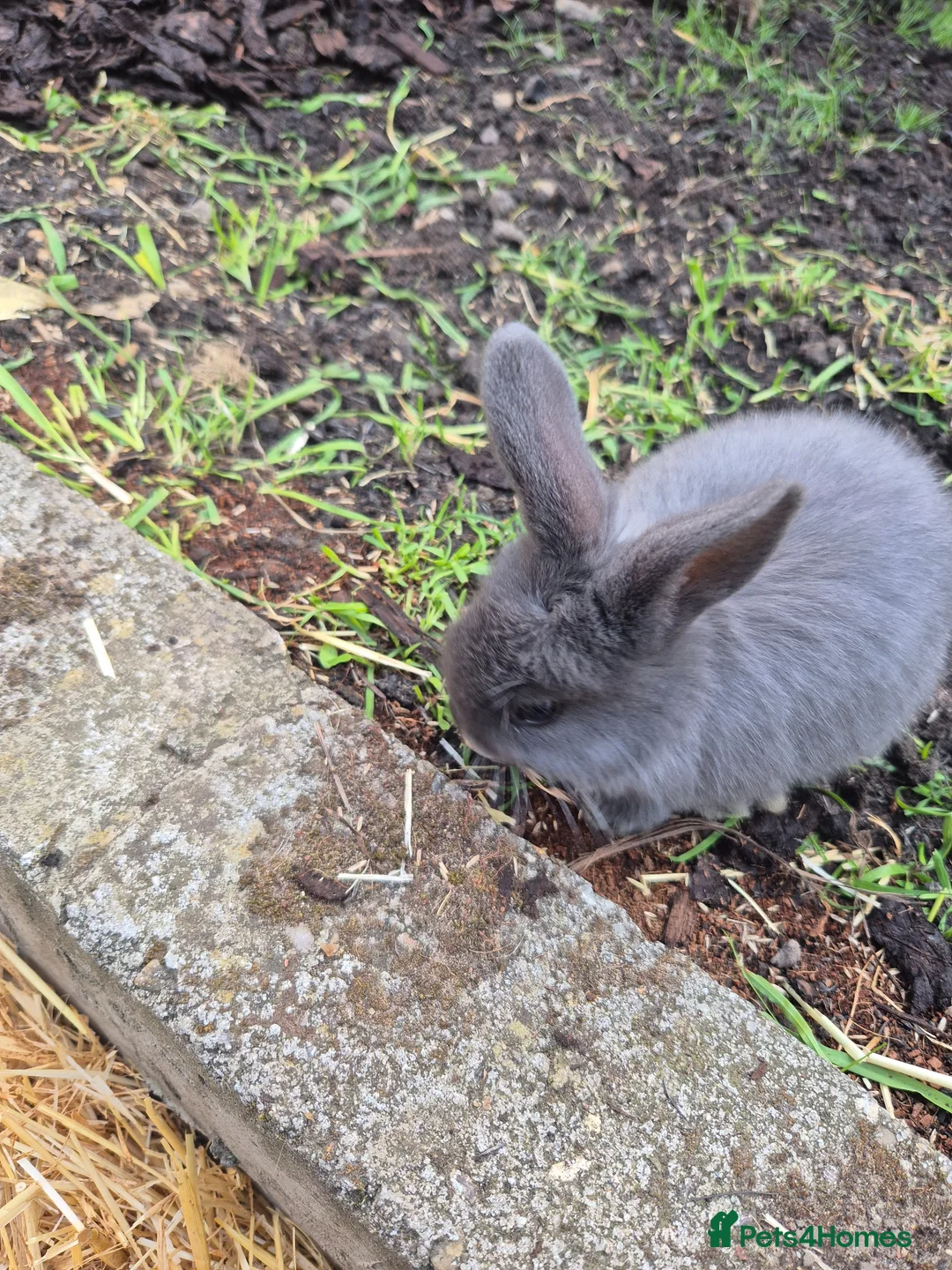 Mixed Breed rabbits for sale: Baby rabbits  in Dagenham - Advert 3