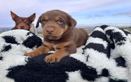 Australian Kelpie dogs for sale: Australian Kelpie Puppies WKC Registered - Image 33