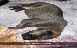 Mixed Breed dogs for sale: Stunning saluki greyhound puppies.  - Advert 5