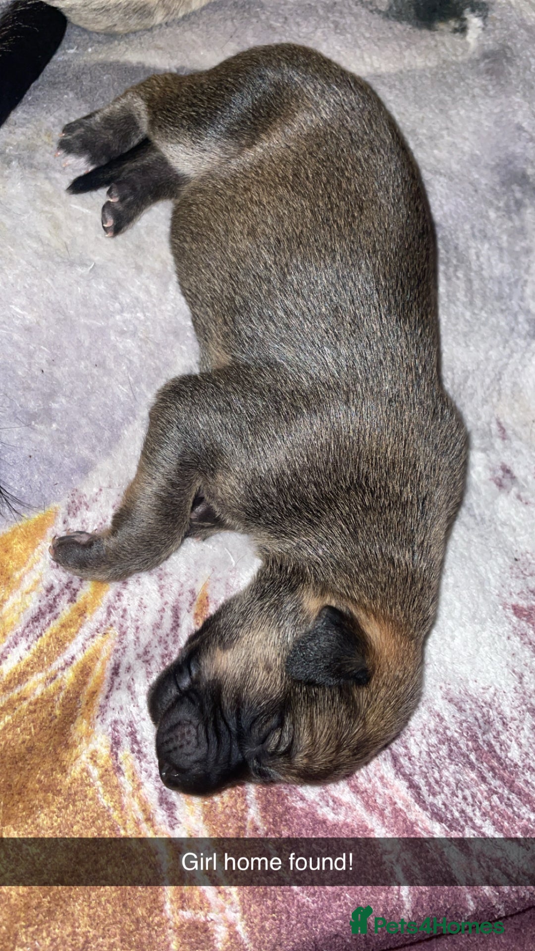 Mixed Breed dogs for sale: Stunning saluki greyhound puppies.  - Advert 5