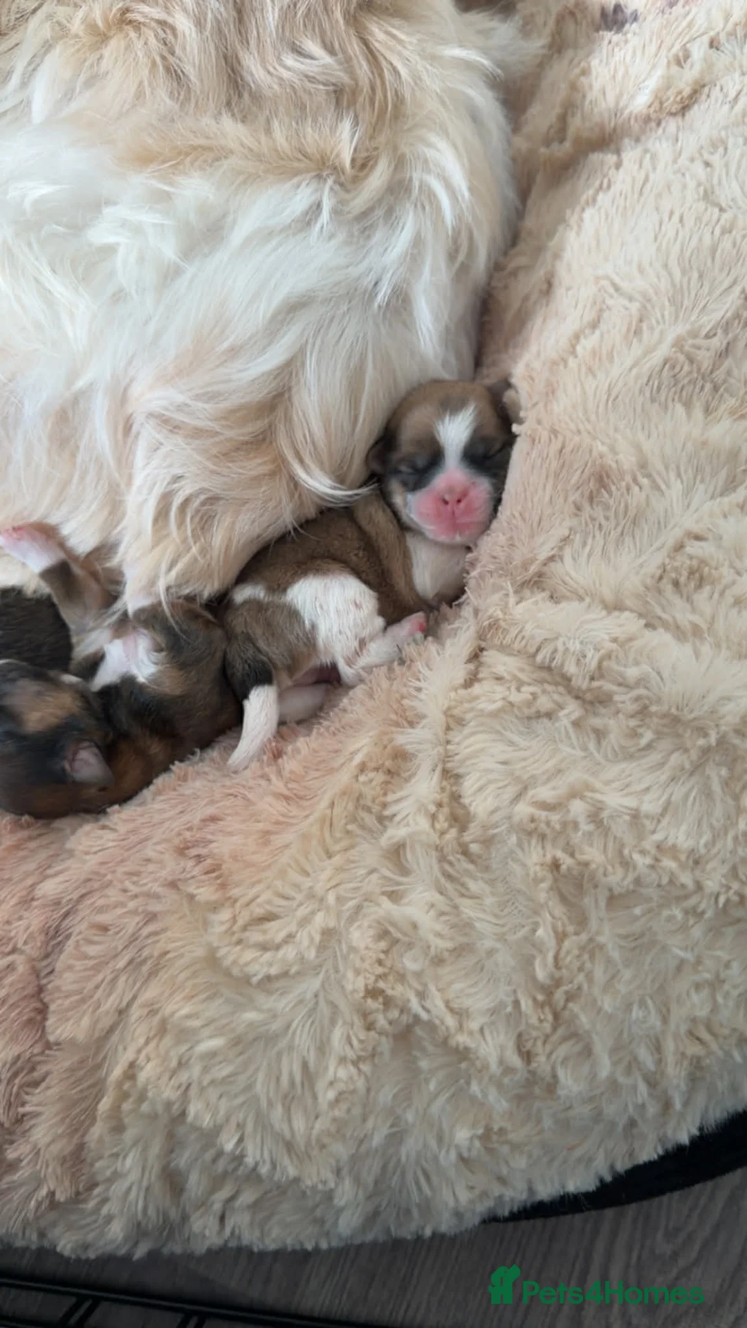 Lhasa Apso dogs for sale: Lhaso  - Advert 1