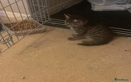 Mixed Breed cats for sale: 5 Kitties  - Image 21