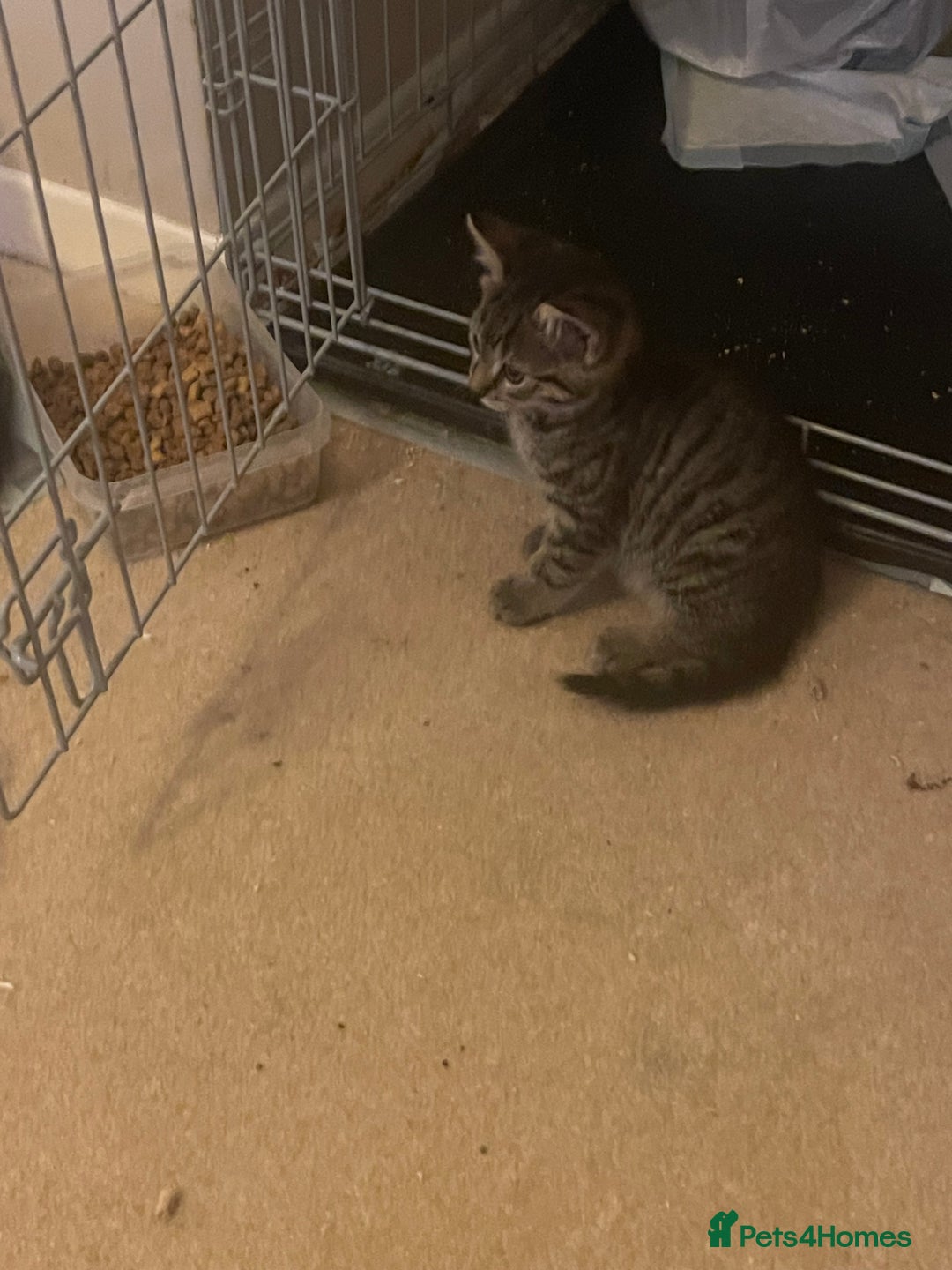 Mixed Breed cats for sale: 5 Kitties  - Image 21