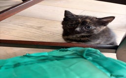 Domestic Shorthair cats for sale: Gorgeous kittens for sale - south of Edinburgh  - Image 14