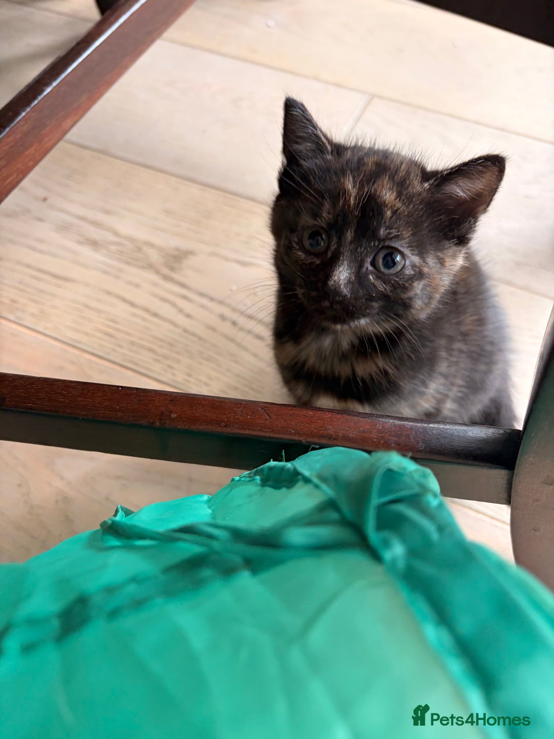 Domestic Shorthair cats for sale: Gorgeous kittens for sale - south of Edinburgh  - Image 14