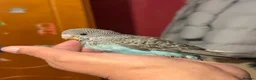 Budgerigars birds for sale: Hand reared Budgie  - Advert 1