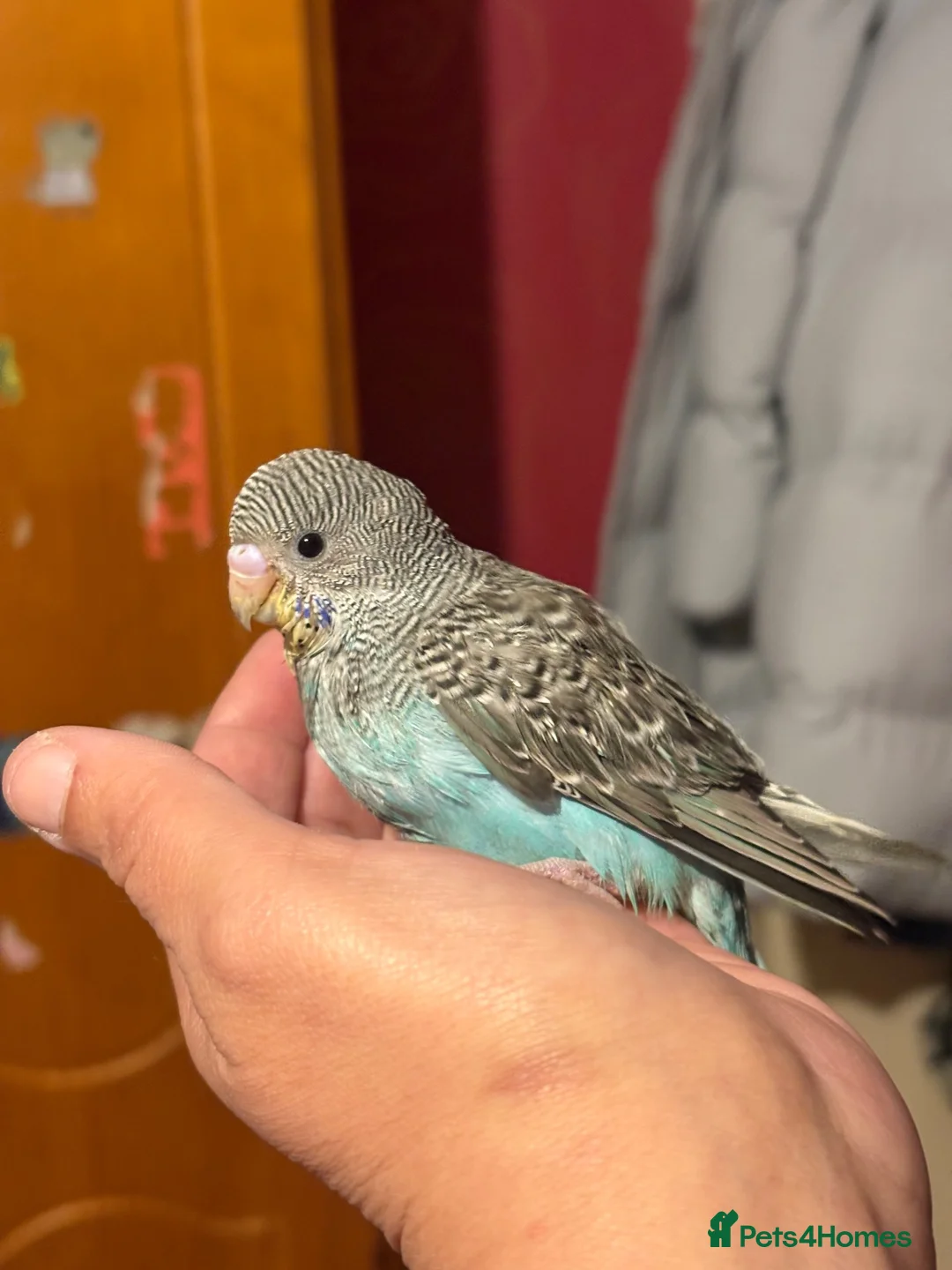 Budgerigars birds for sale: Hand reared Budgie  - Advert 1