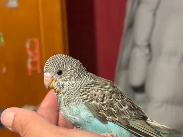 Budgerigars birds Hand reared Budgie - Advert 3