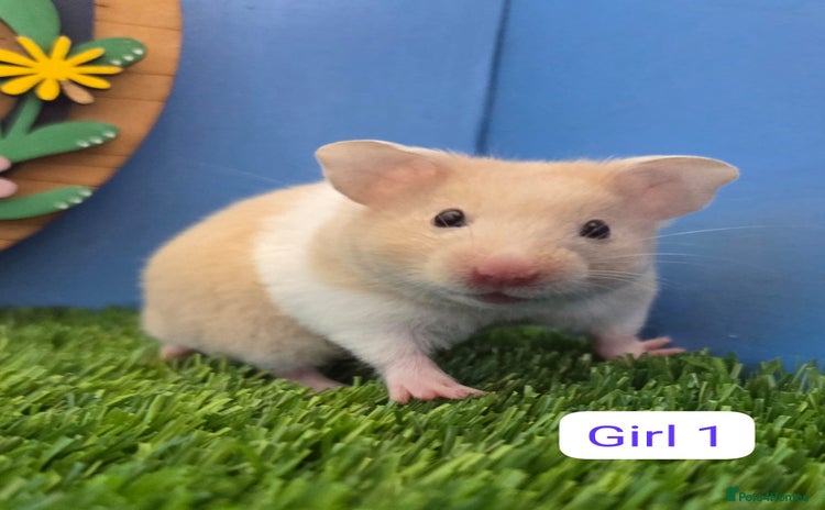 Hamster rodents - Advert 1