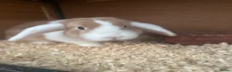 Mixed Breed rabbits for sale: Various rabbits for sale  - Advert 9