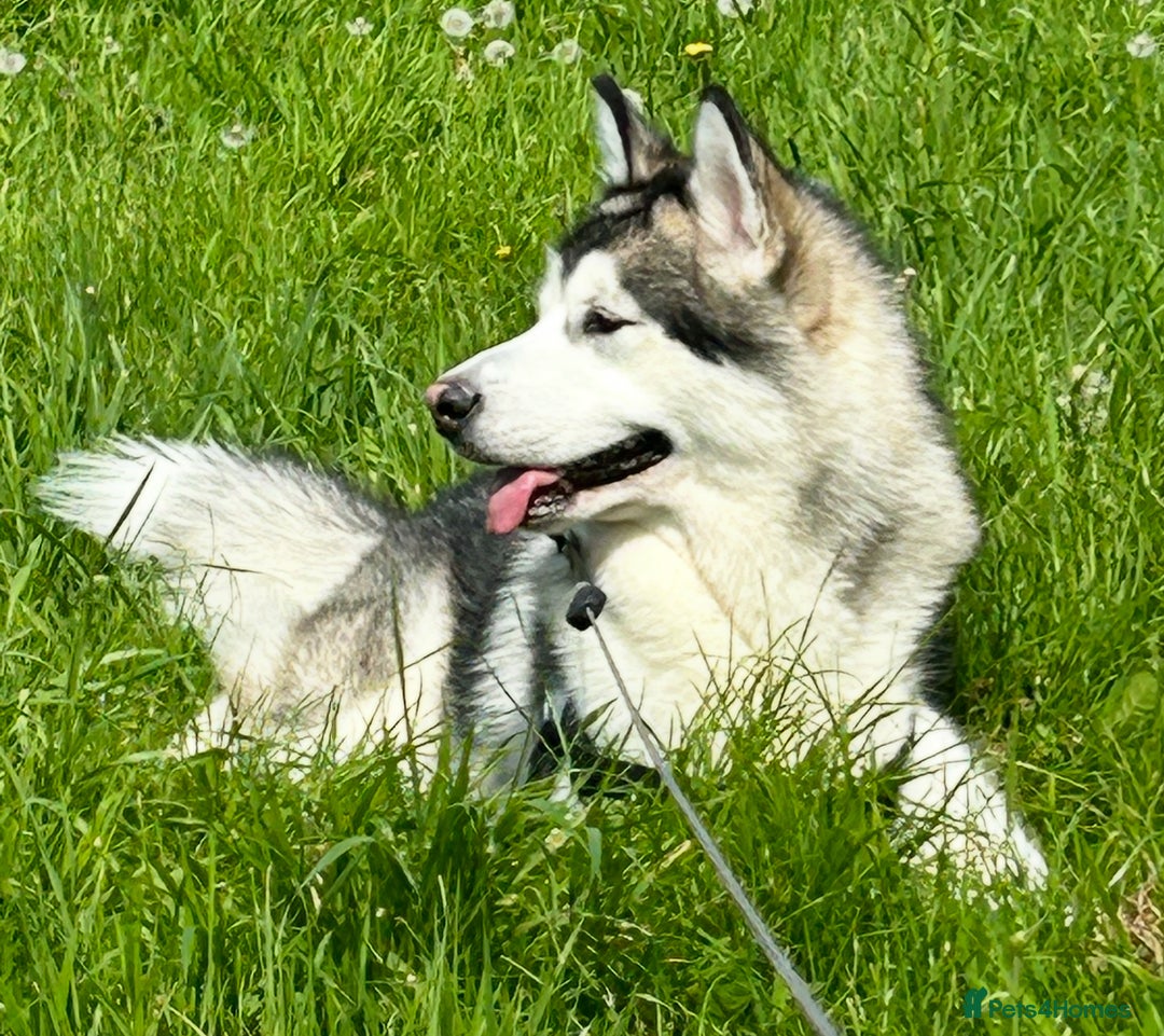 Alaskan Malamute dogs for sale: 3 year old KC registered female Alaskan malamute - Image 2