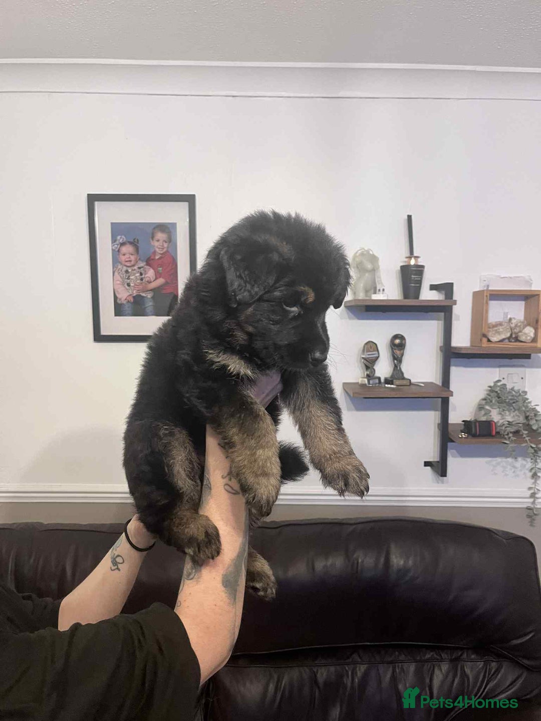 German Shepherd dogs for sale: German Shepherd pups - Advert 16