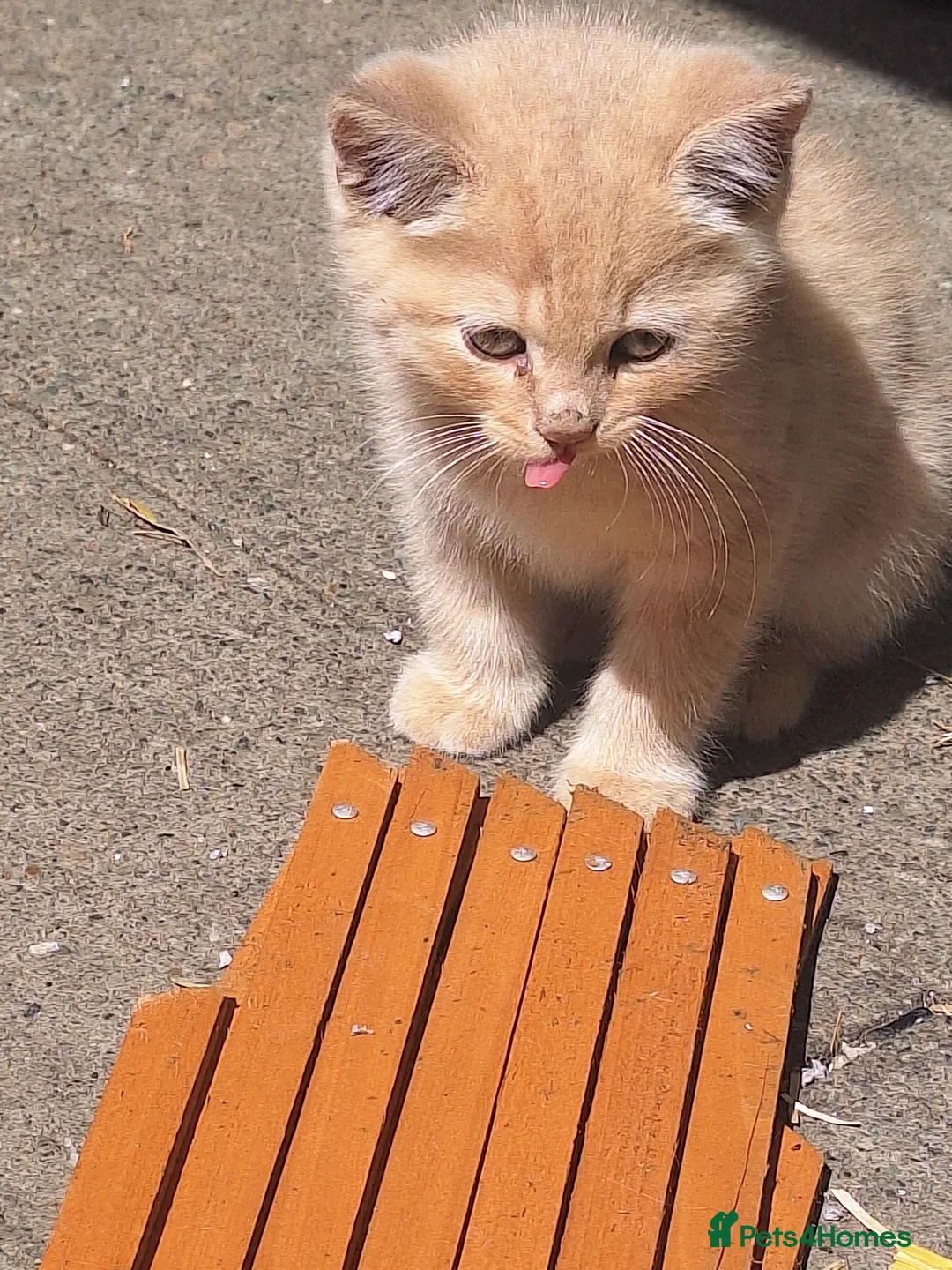 Mixed Breed cats for sale: 2 x cream males british shorthair cross bengal  in Kettering - Advert 12