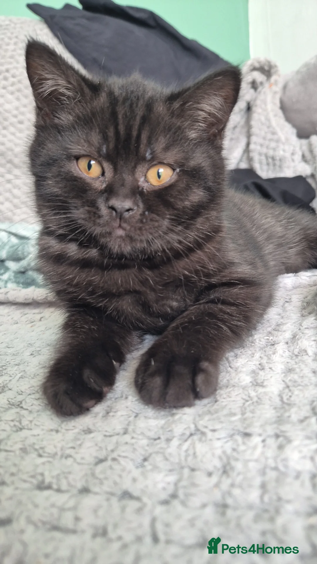 British Shorthair cats for sale: Kittens are ready for their new homes 🏡   - Advert 2