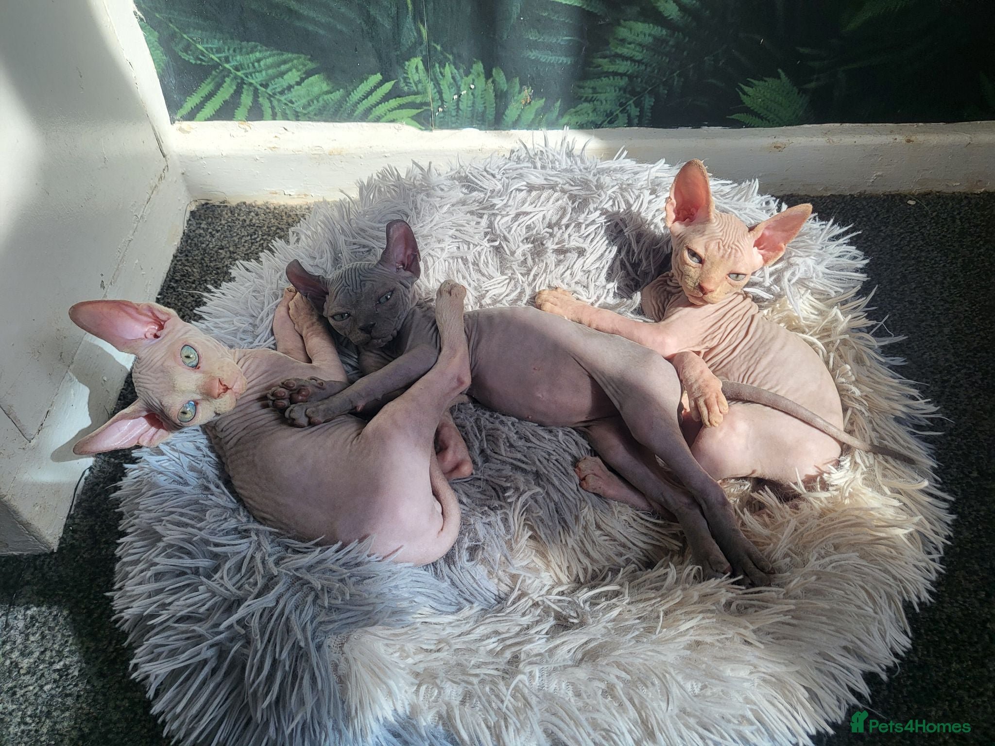 Sphynx cats Little sweet sphynx boys ready for new home 🐾 - Advert 4