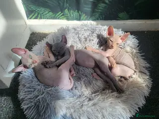 Sphynx cats Little sweet sphynx boys ready for new home 🐾 - Advert 4