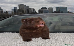 Chow Chow dogs for sale: CHOC🍫LILAC🌪️Champion KC reg🏆 pedigree chow chow - Image 11