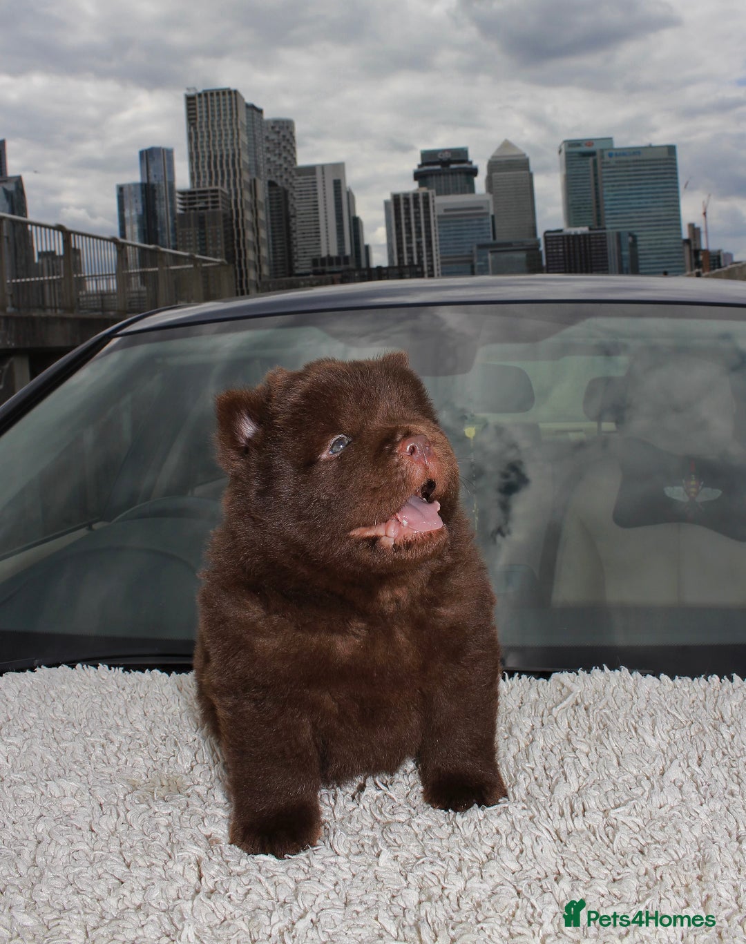 Chow Chow dogs for sale: CHOC🍫LILAC🌪️Champion KC reg🏆 pedigree chow chow - Image 11
