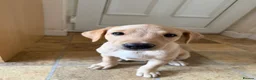 Labrador Retriever dogs for sale: 6th Generation KC Pedigree Labrador Retriever  - Advert 3