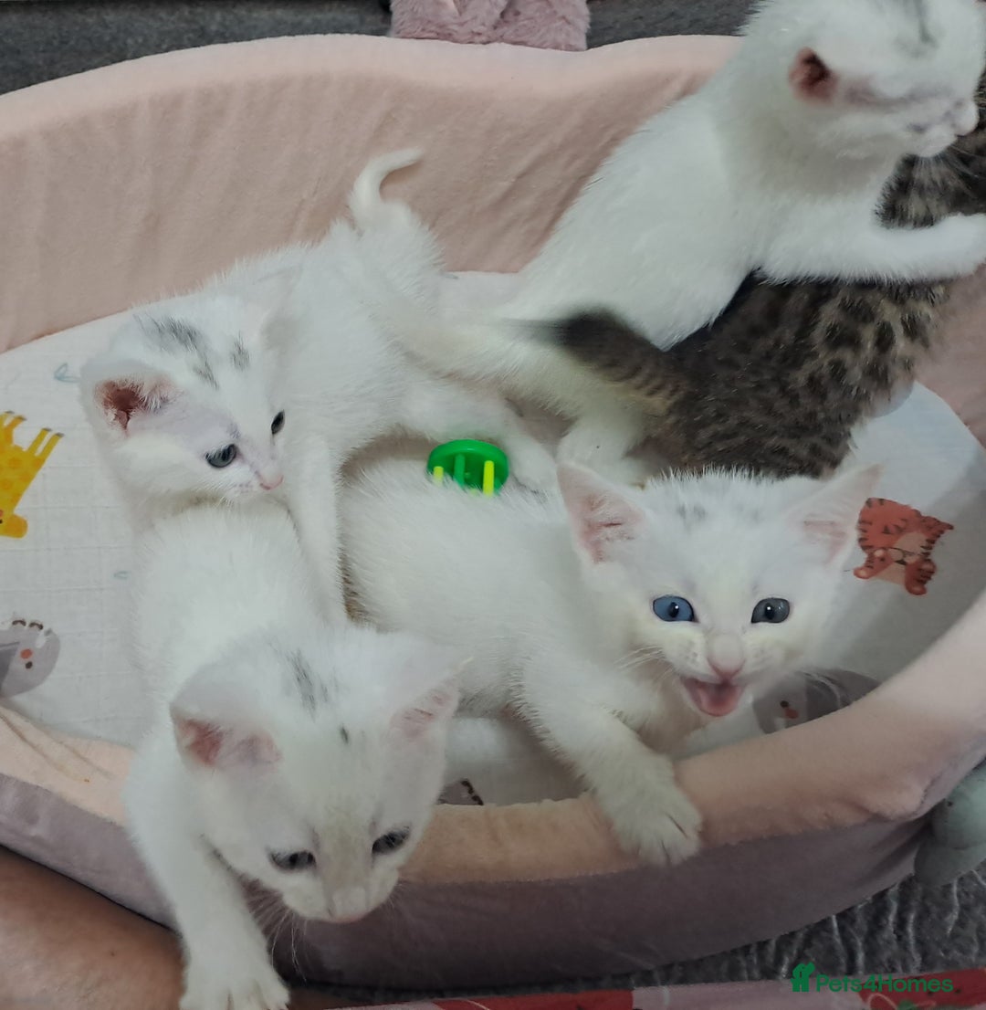 Mixed Breed cats for sale: 4 cute kittens up for sale - Image 39