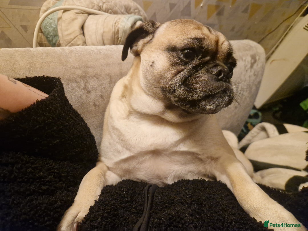 Mixed Breed dogs for sale: 5 year old norrie - Advert 5