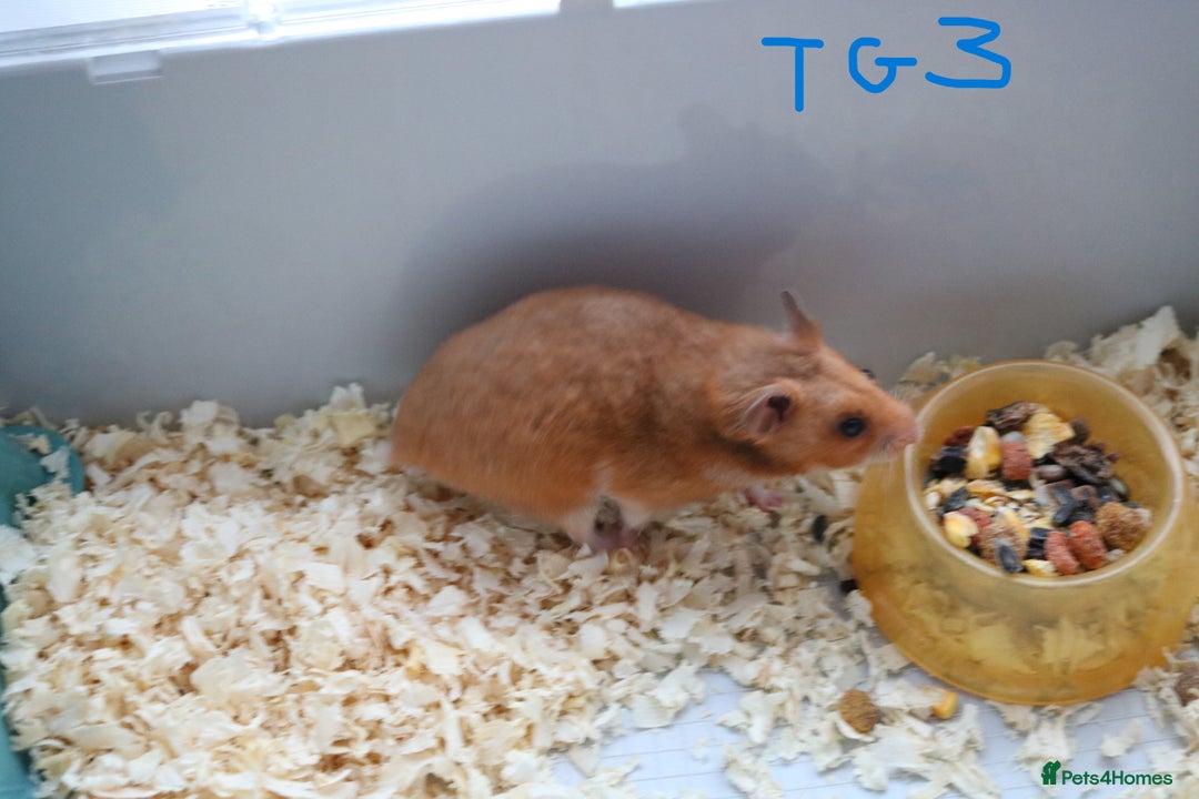 Hamster rodents for sale: Young Syrian Hamsters - Image 9