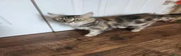 Maine Coon cats for sale: Ginger /silver / white  female  - Advert 18