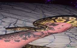 Python Snake reptiles for sale: 2 royals and 2 boas  - Image 2